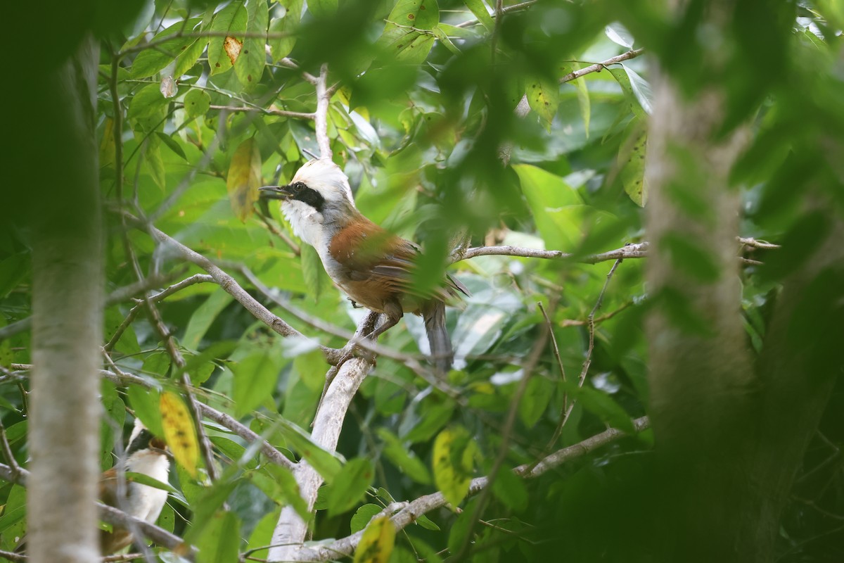 White-crested Laughingthrush - ML643703077