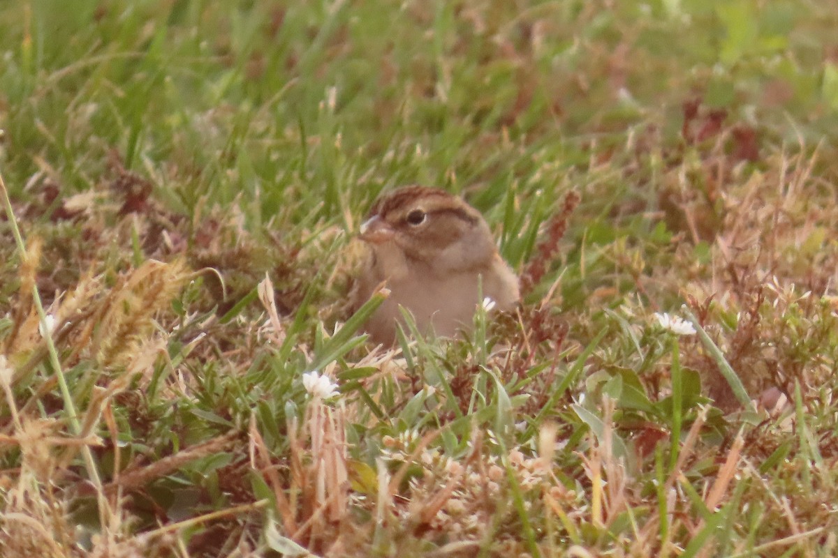 Chipping Sparrow - ML643703086