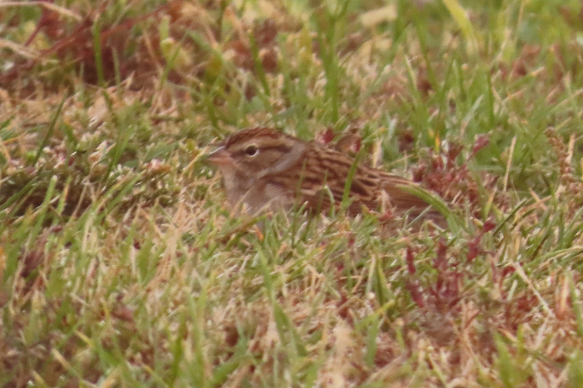 Chipping Sparrow - ML643703087