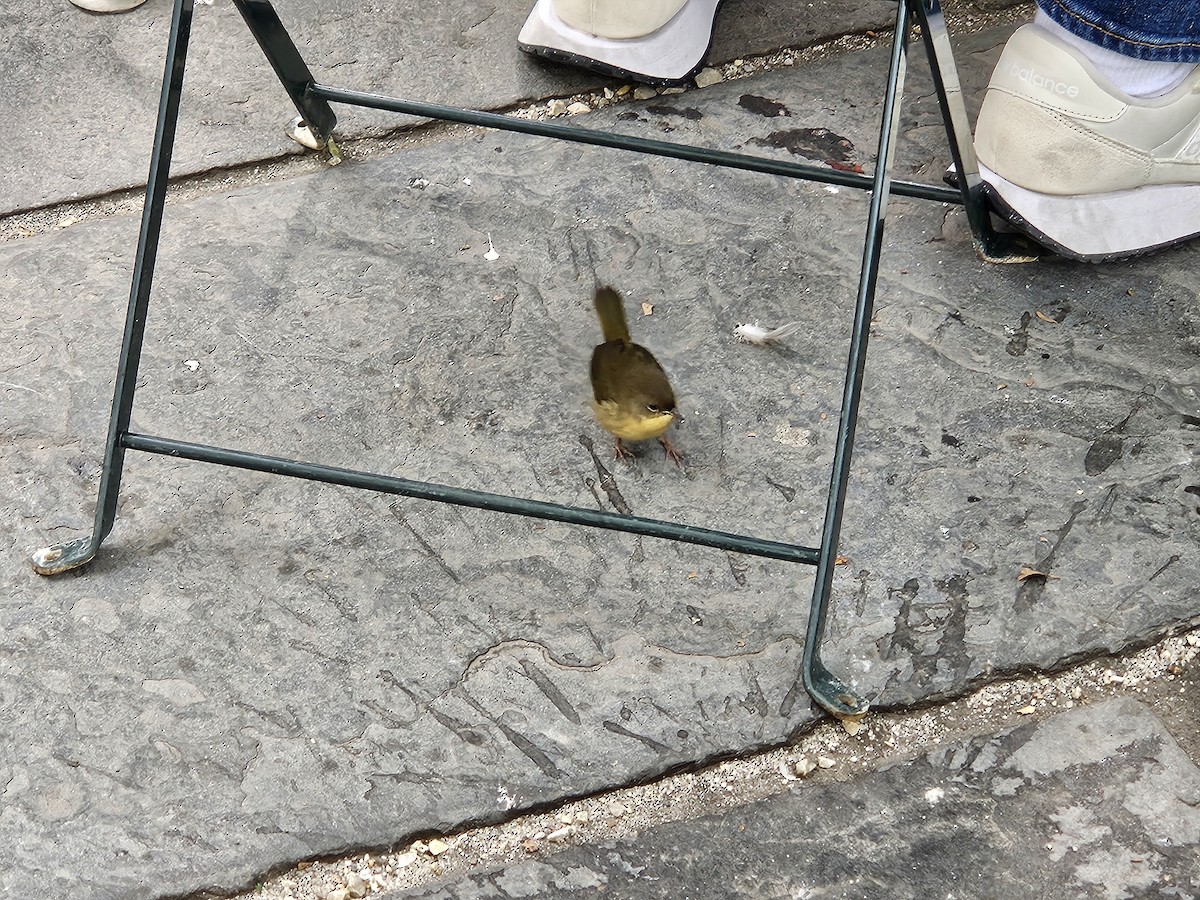 Common Yellowthroat - ML643703093