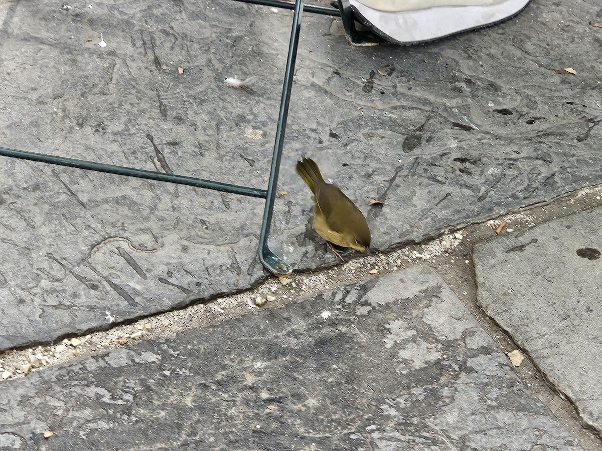 Common Yellowthroat - ML643703094