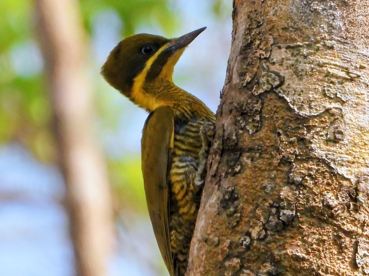 モリゲラ - ML643703120