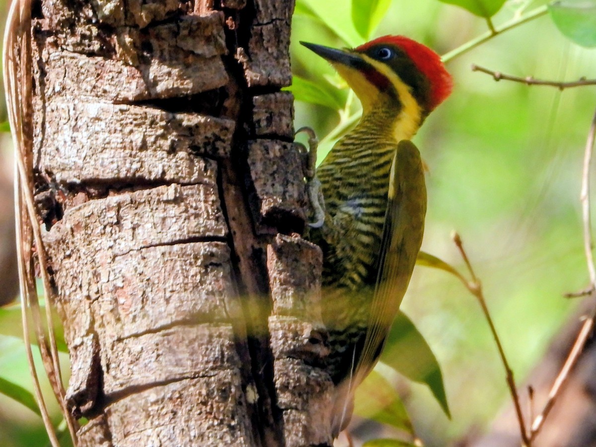 モリゲラ - ML643703121