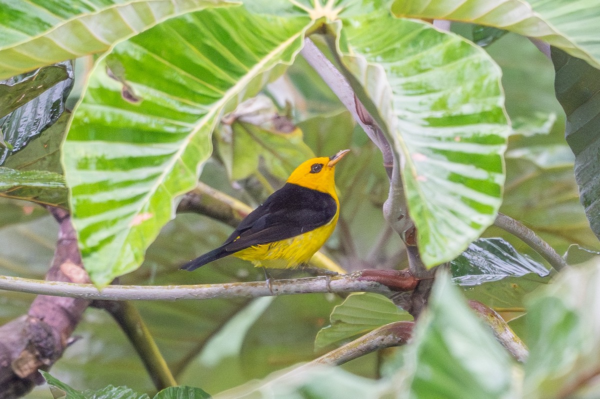 Tangara Negriamarilla - ML643703122