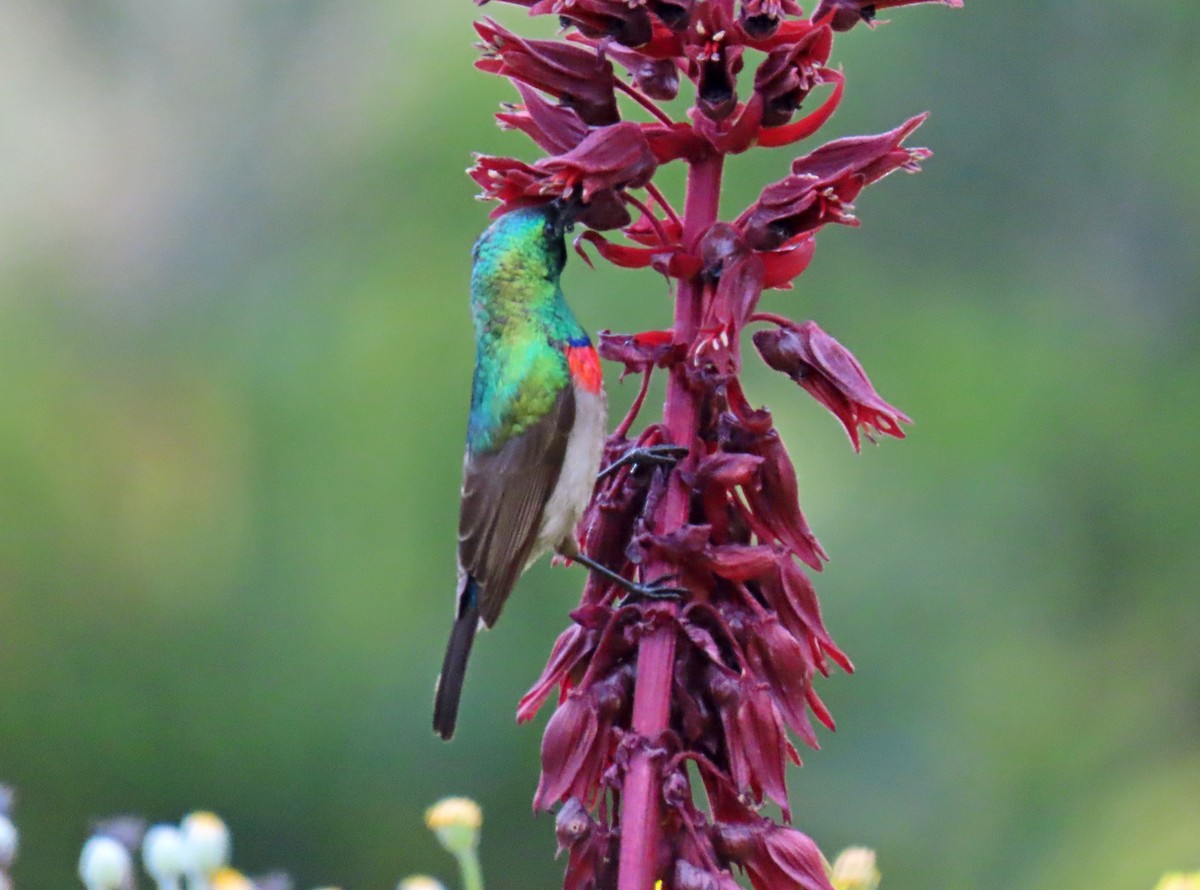 Southern Double-collared Sunbird - ML643703129