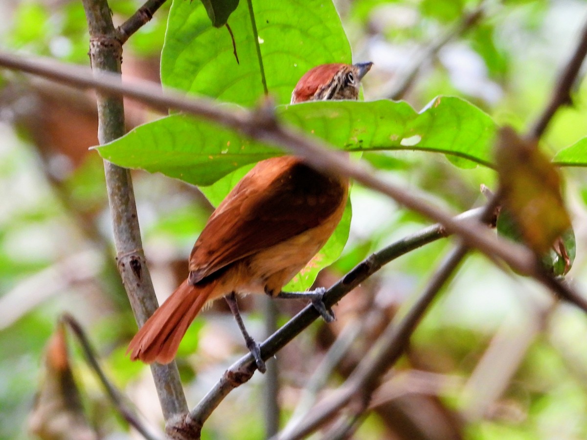 Barred Antshrike - ML643703173