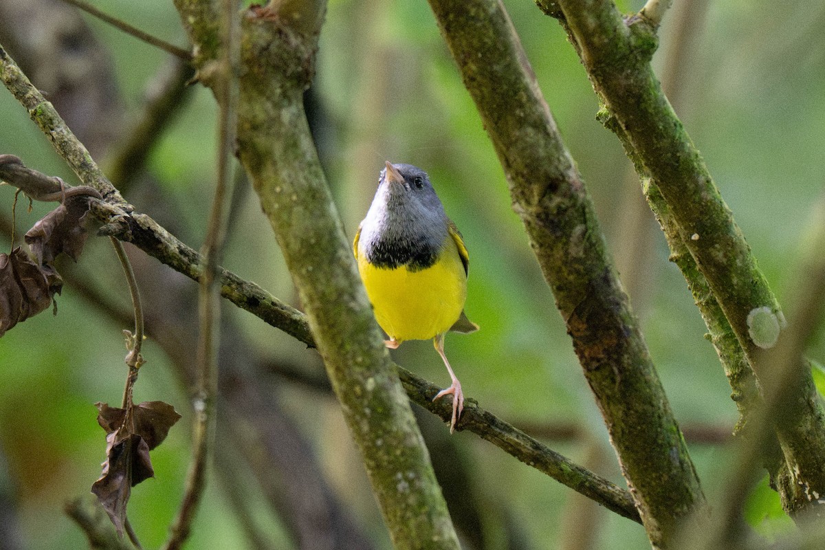 Mourning Warbler - ML643703185