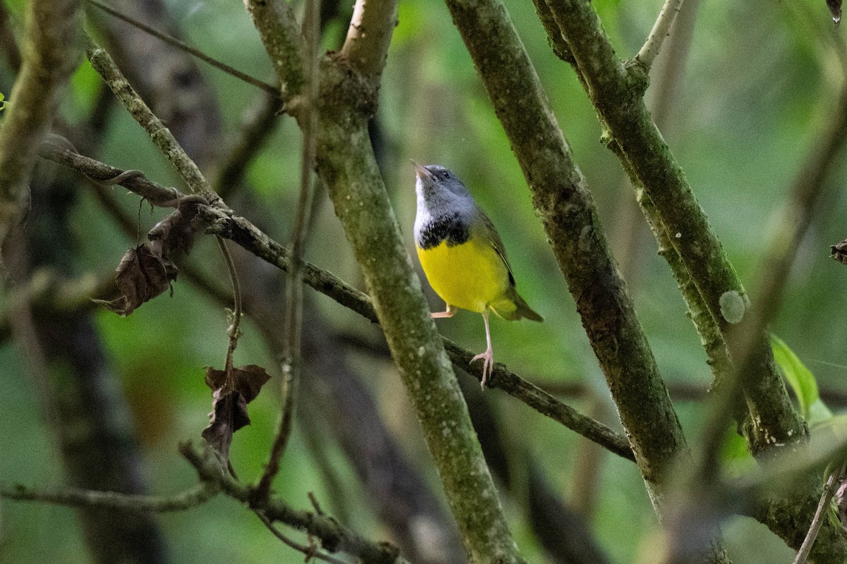 Mourning Warbler - ML643703186
