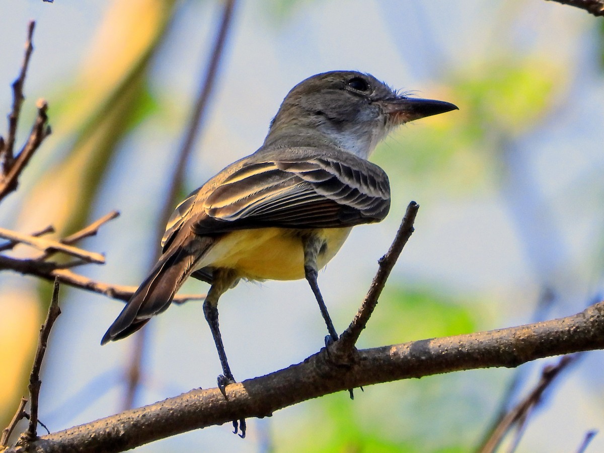 Brown-crested Flycatcher - ML643703188