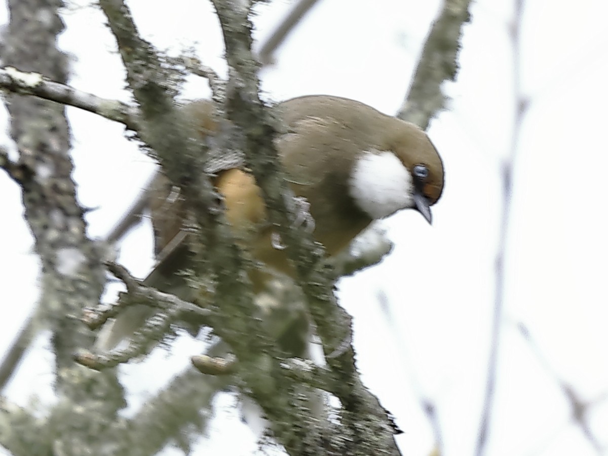 White-crested Laughingthrush - ML643703192