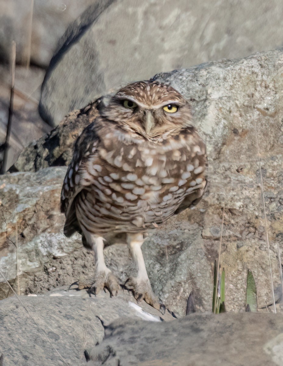 アナホリフクロウ - ML643703195