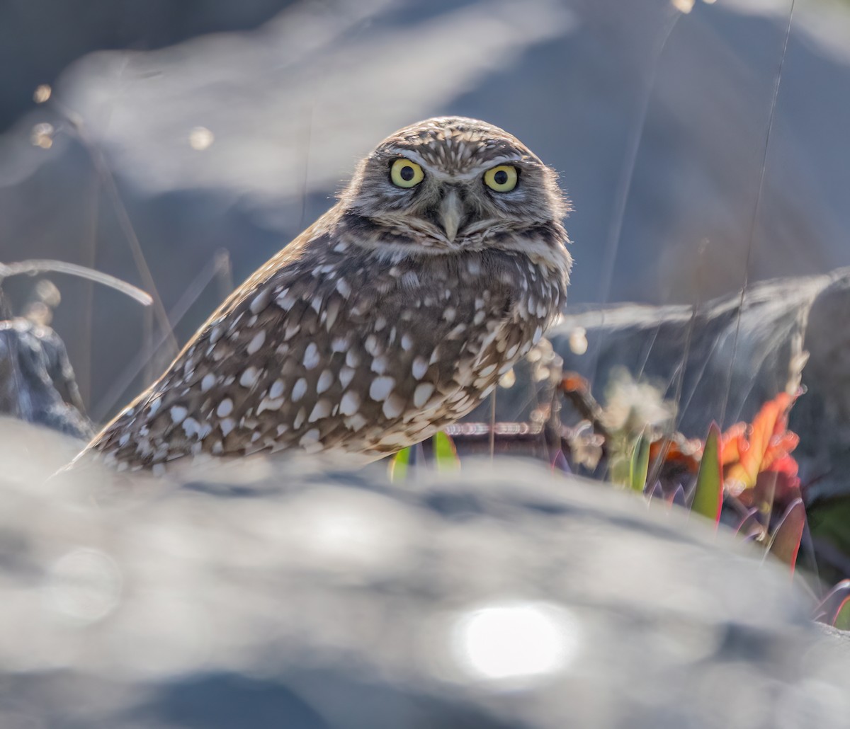 アナホリフクロウ - ML643703196