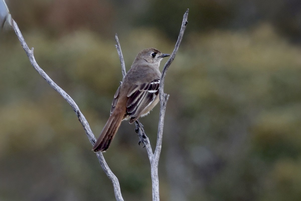Southern Scrub-Robin - ML643703206