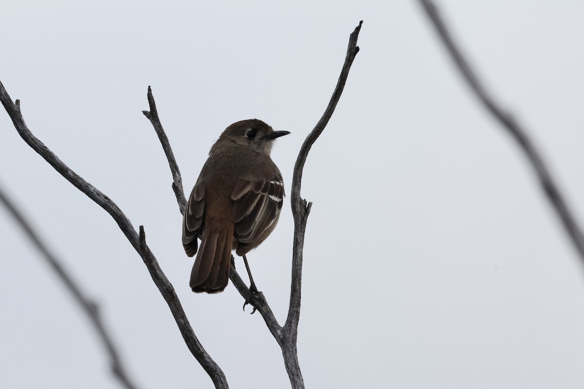 Southern Scrub-Robin - ML643703207