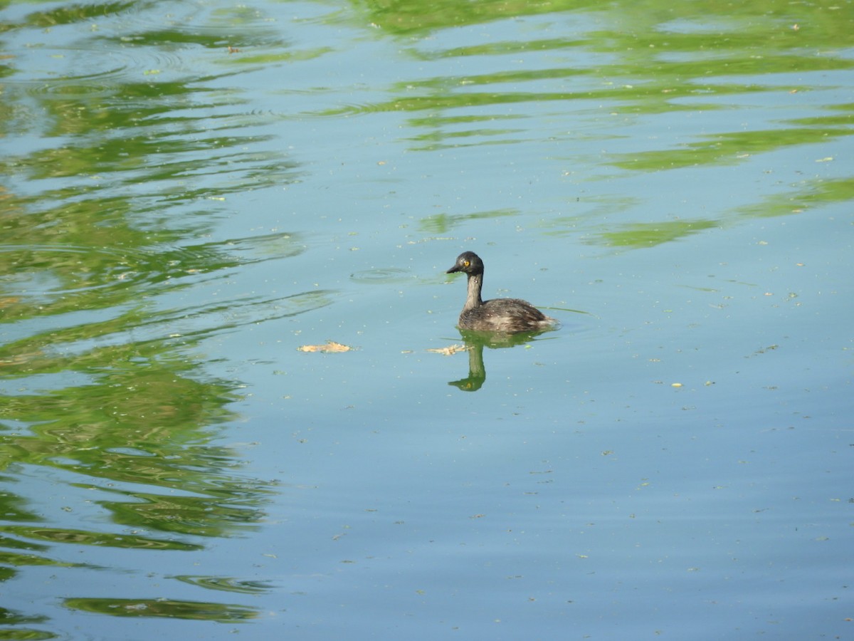 Least Grebe - ML643703233
