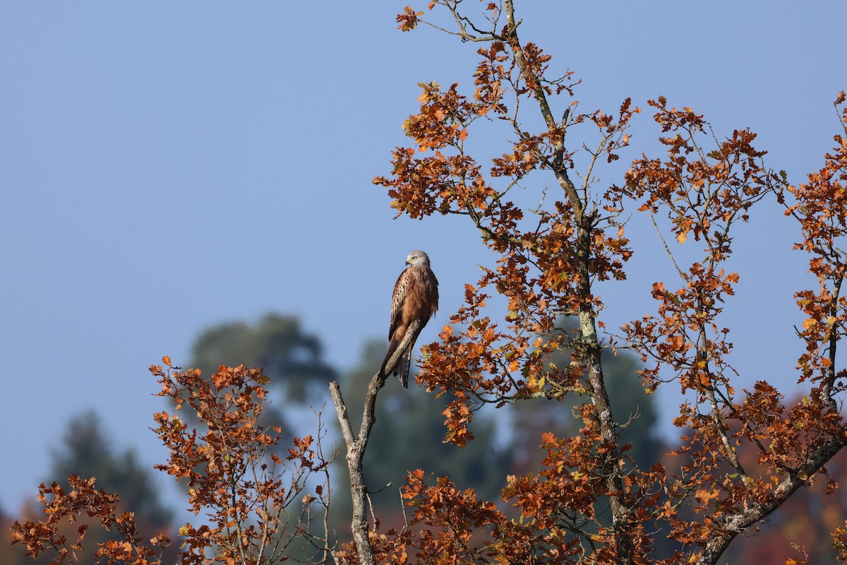 Red Kite - ML643703260