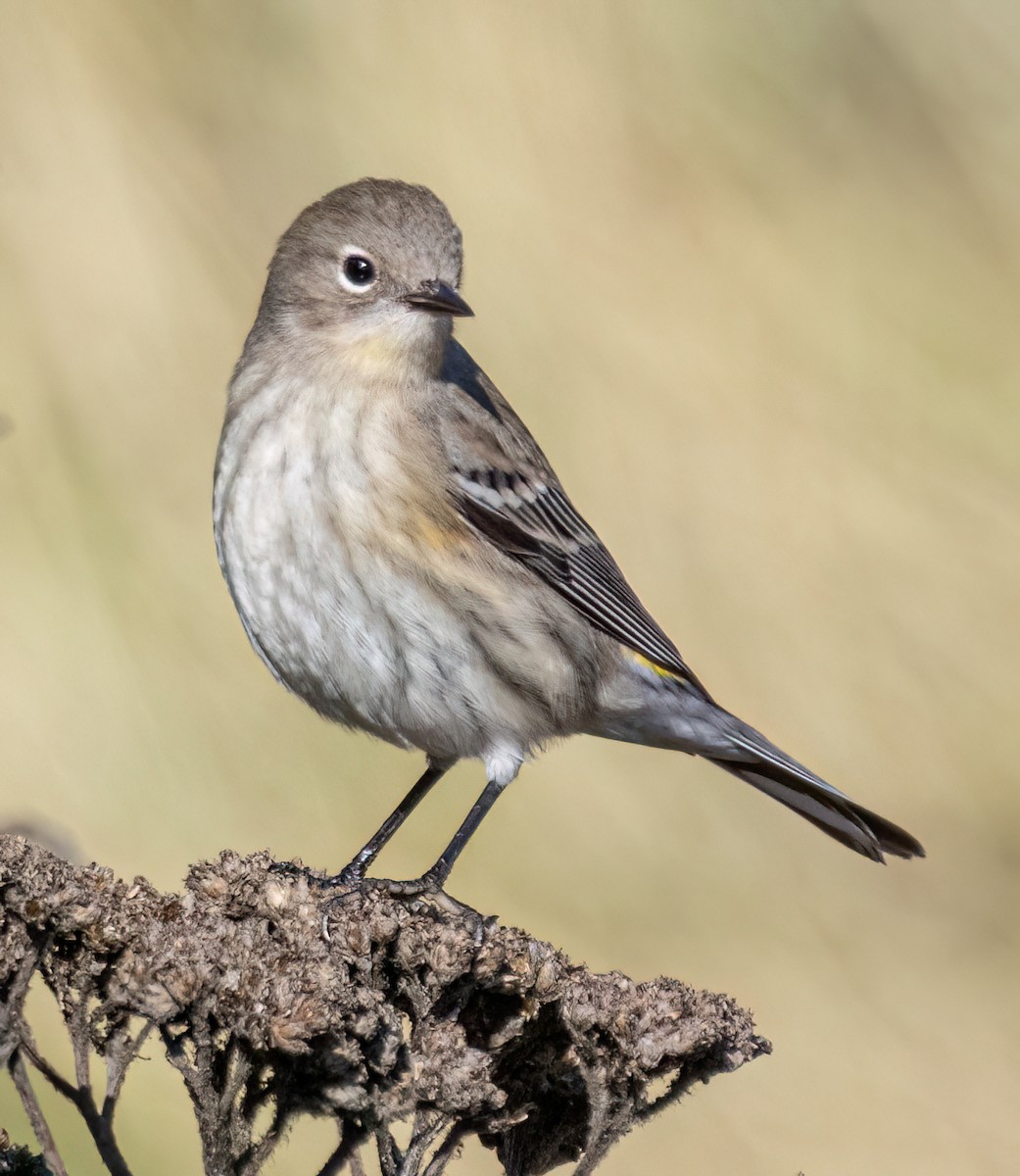 キヅタアメリカムシクイ（coronata） - ML643703266
