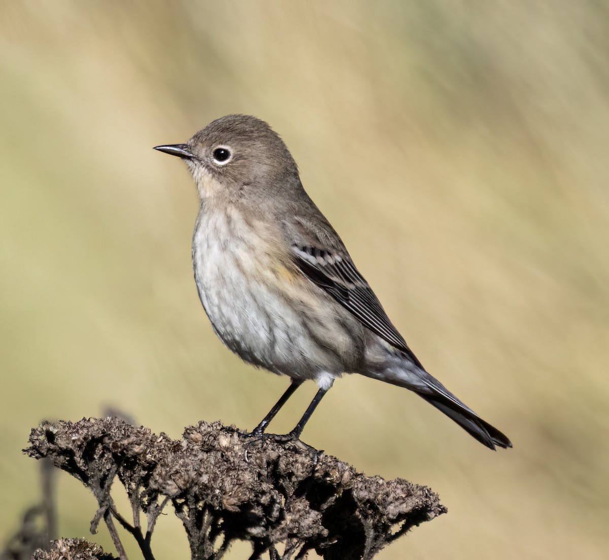 キヅタアメリカムシクイ（coronata） - ML643703267