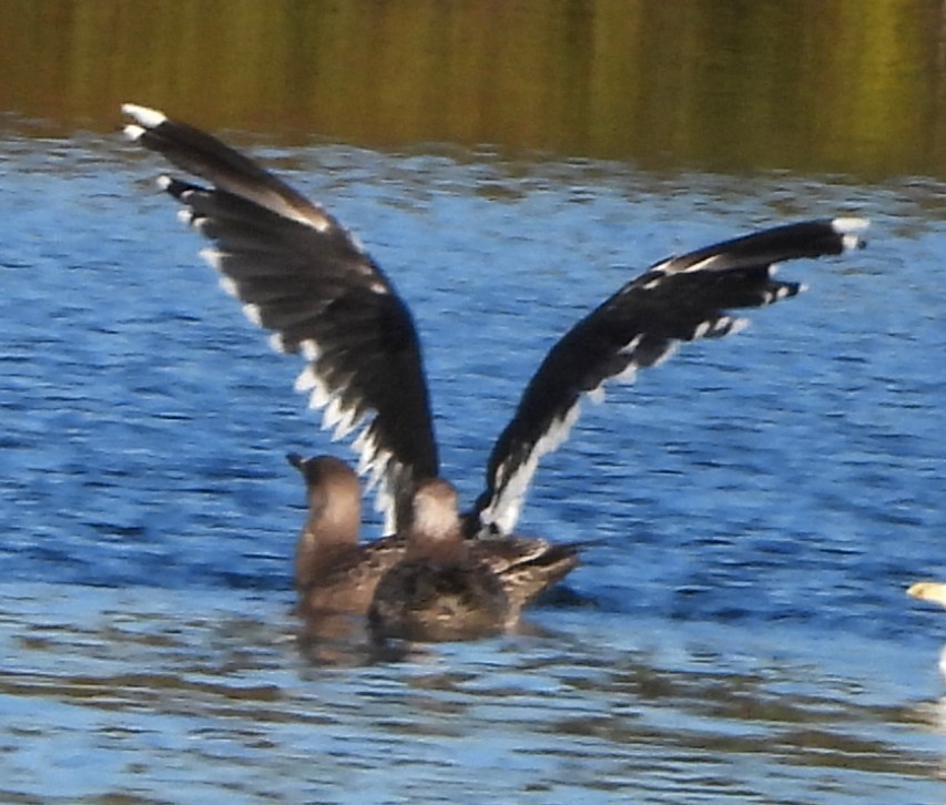 Great Black-backed Gull - ML643703296