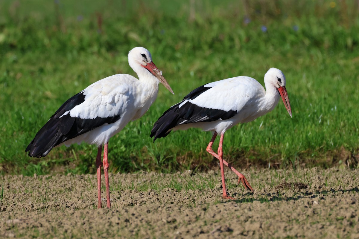 White Stork - ML643703297