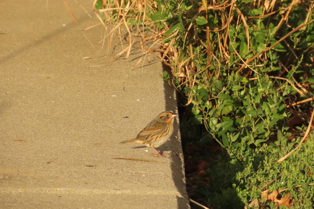 Saltmarsh Sparrow - ML643703298