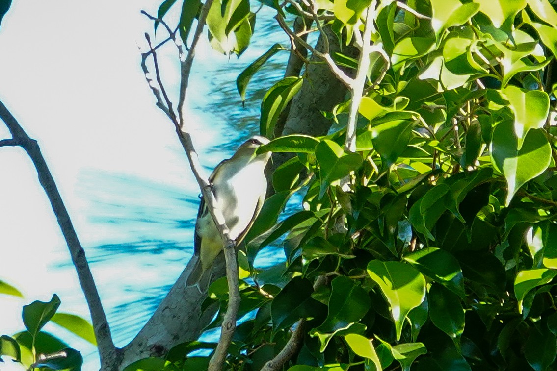 Vireo begigorria - ML643703308