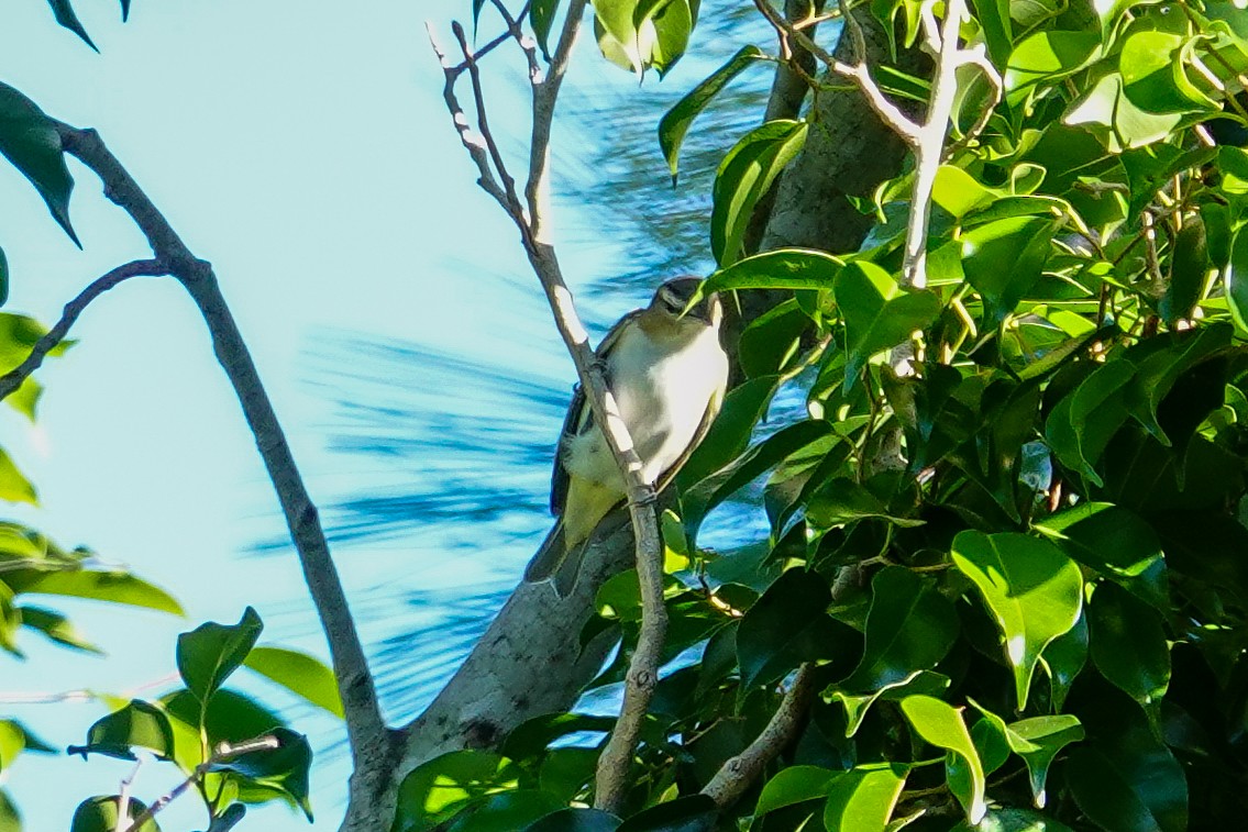 Vireo begigorria - ML643703309