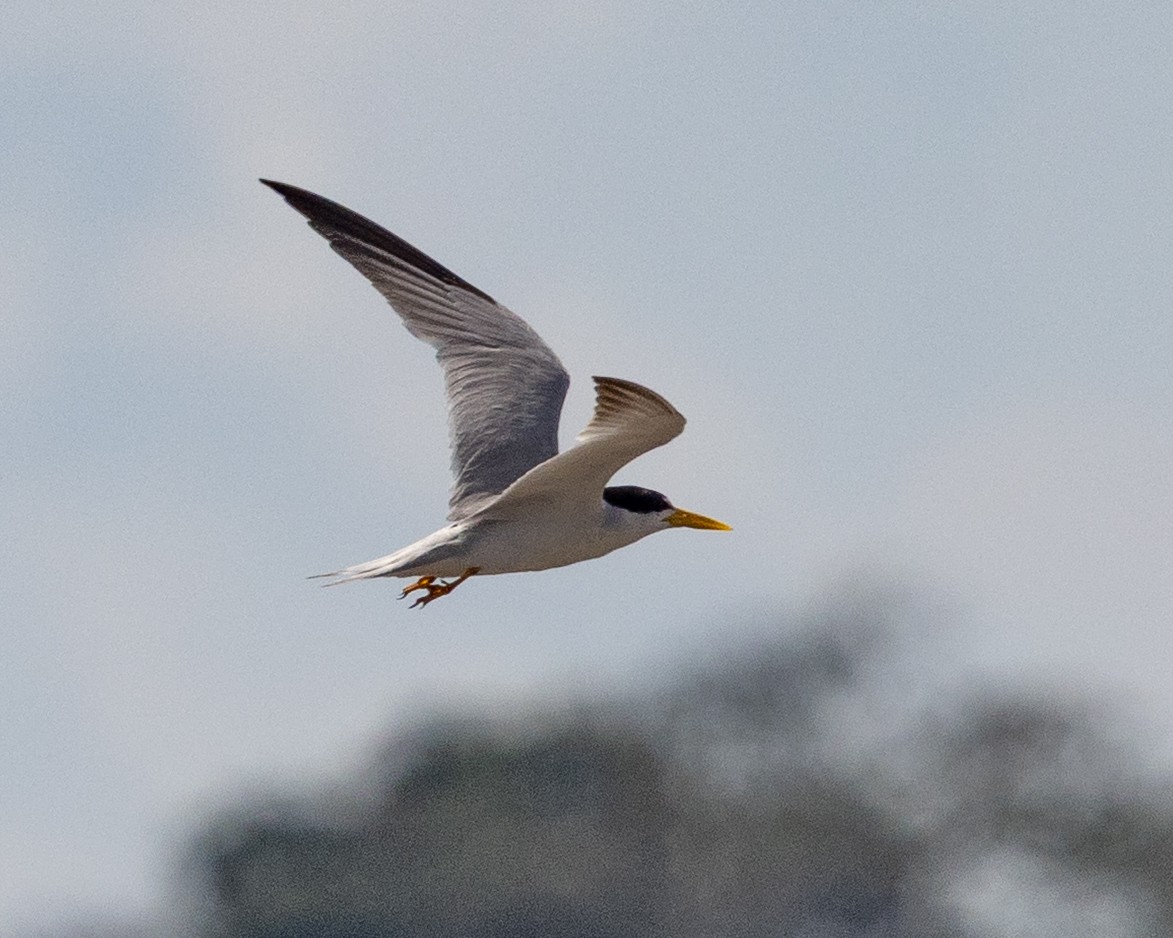 Yellow-billed Tern - ML643703334