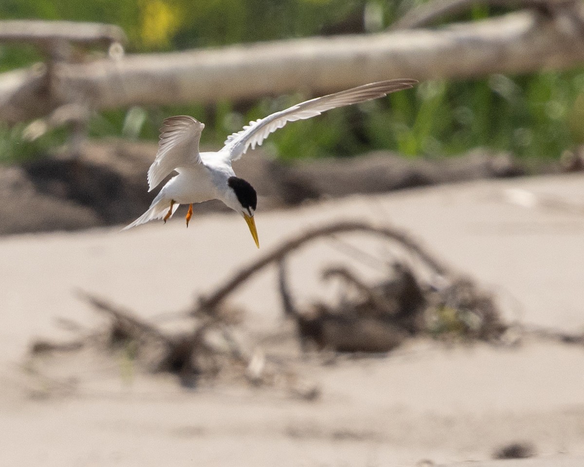Yellow-billed Tern - ML643703335