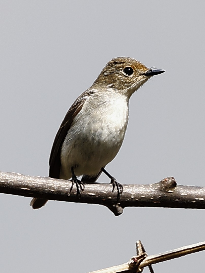 Ultramarine Flycatcher - ML643703337