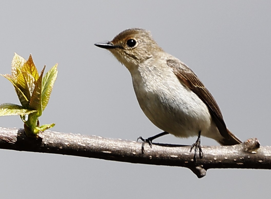Ultramarine Flycatcher - ML643703338