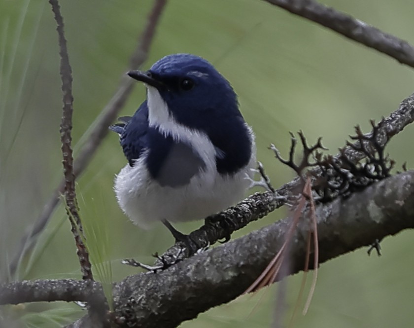 Ultramarine Flycatcher - ML643703339