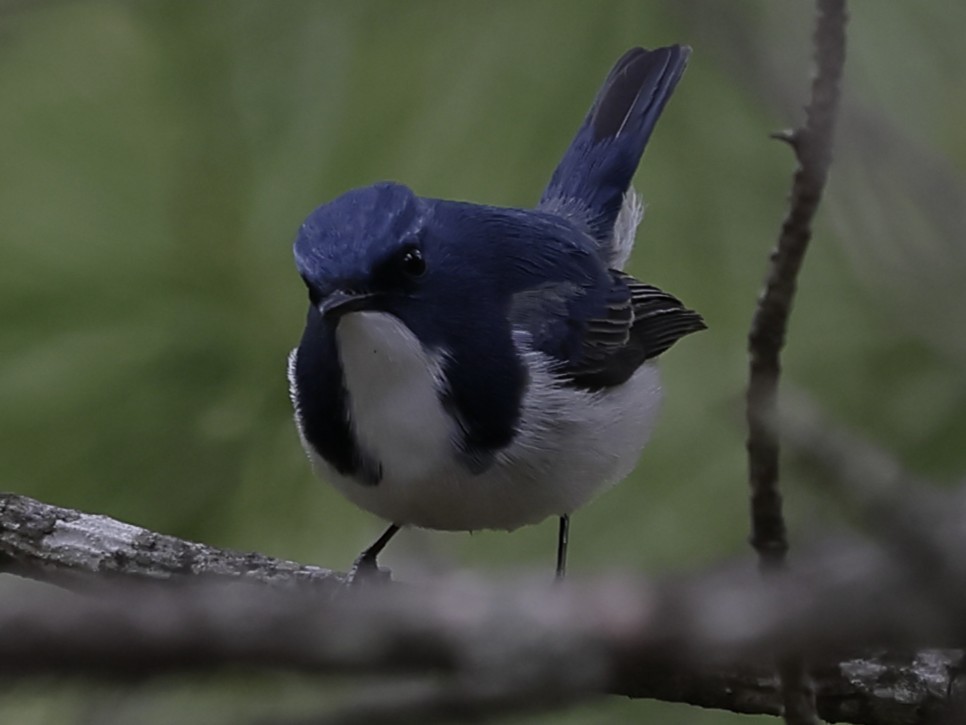 Ultramarine Flycatcher - ML643703340