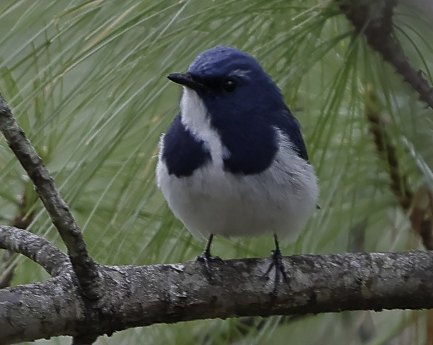 Ultramarine Flycatcher - ML643703341