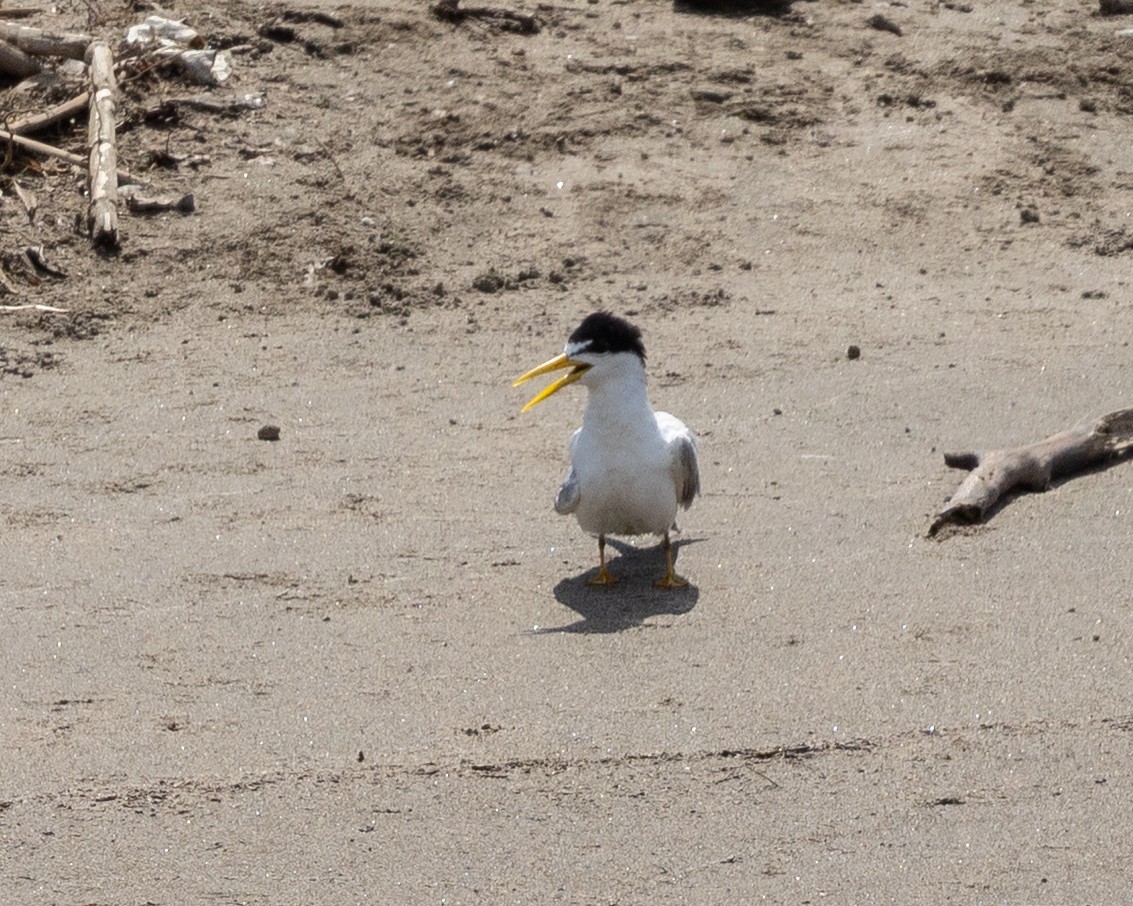 Yellow-billed Tern - ML643703342