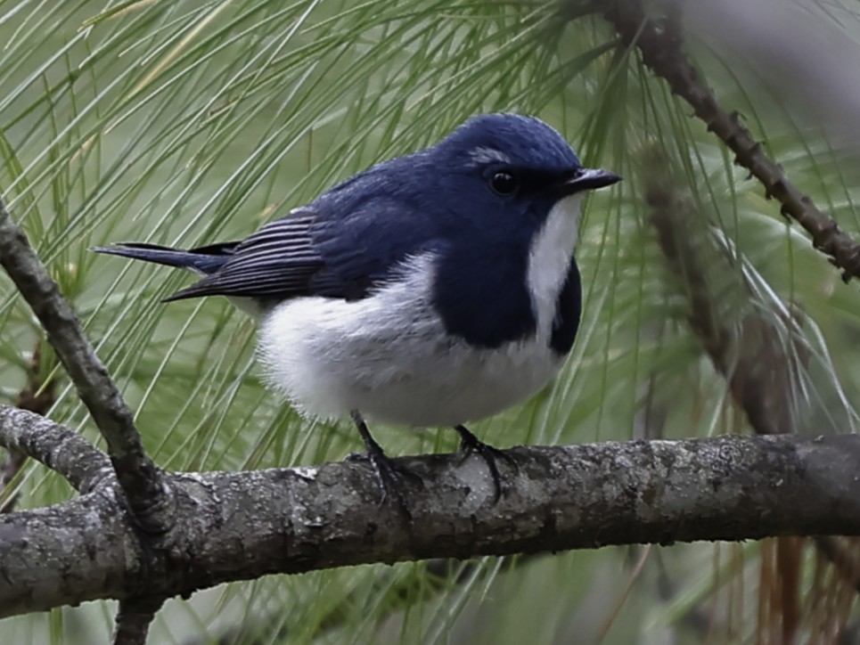Ultramarine Flycatcher - ML643703343