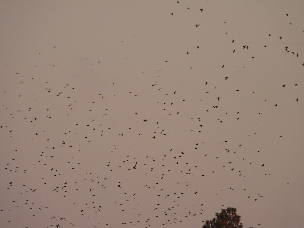 Brown-headed Cowbird - ML643703344