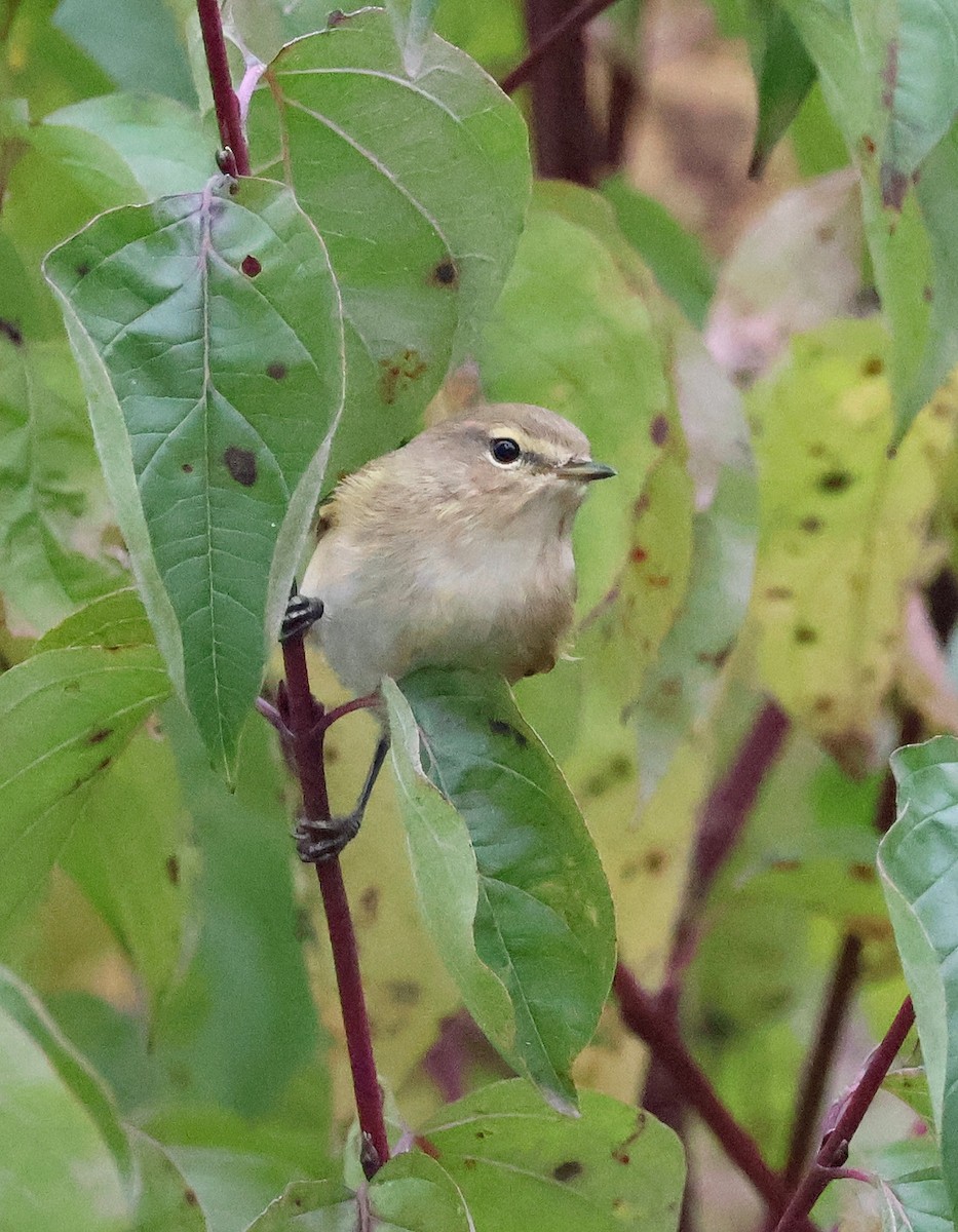 Common Chiffchaff - ML643703356
