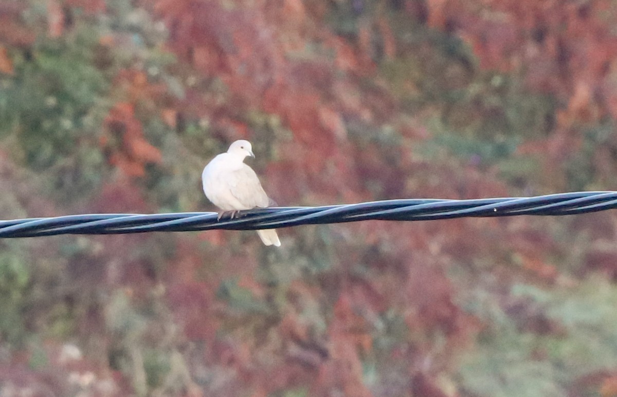 Eurasian Collared-Dove - ML643703357