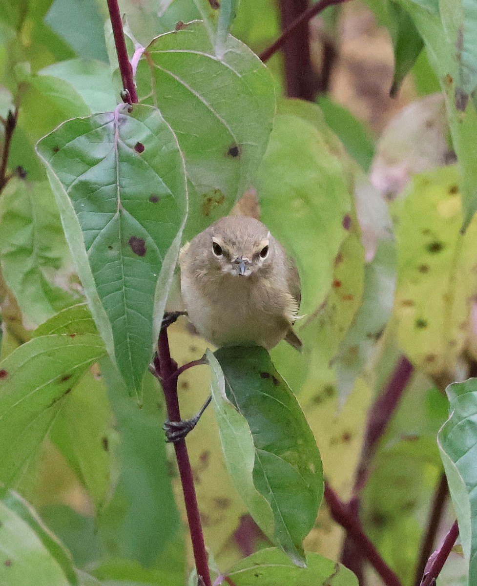 Common Chiffchaff - ML643703358