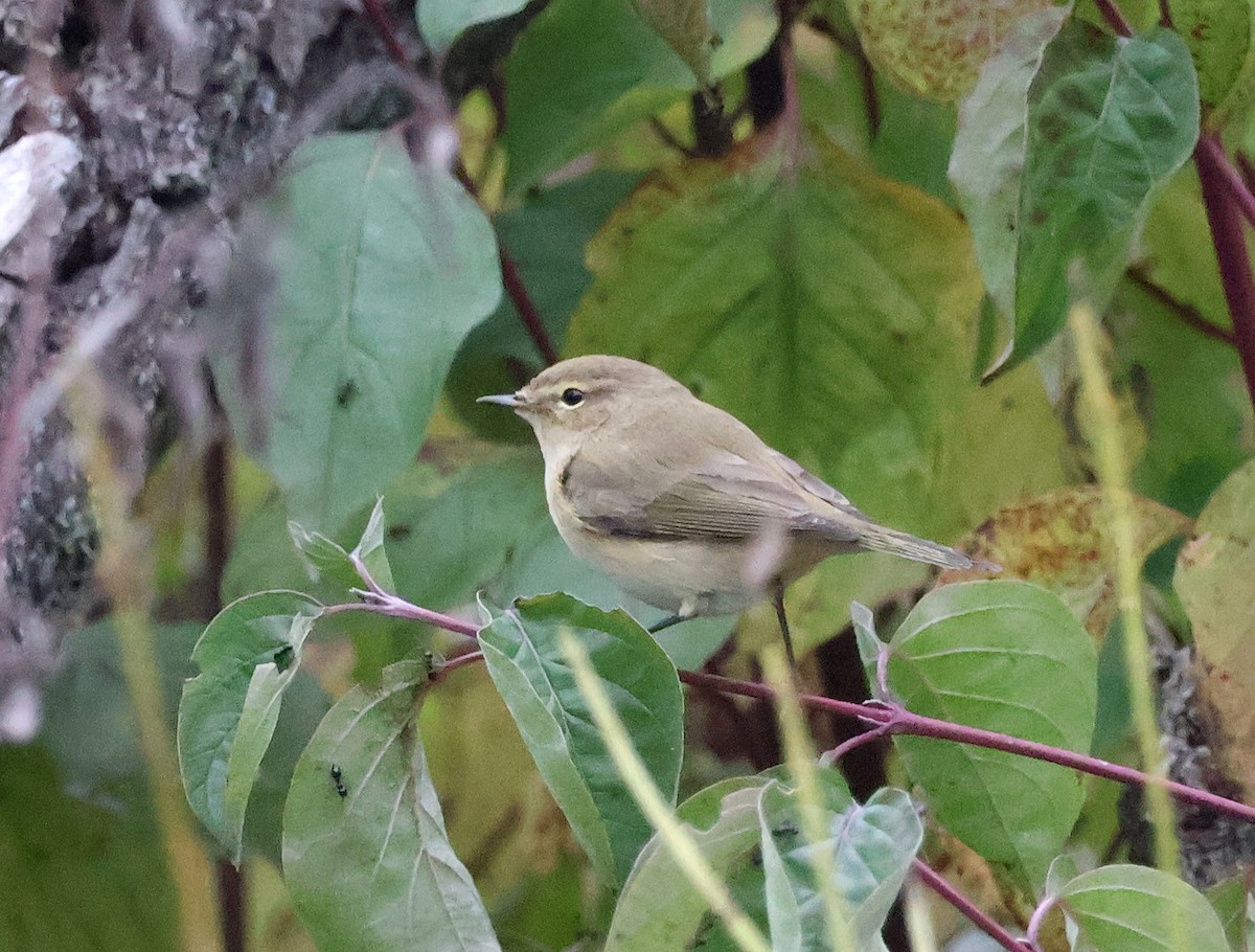 Common Chiffchaff - ML643703360