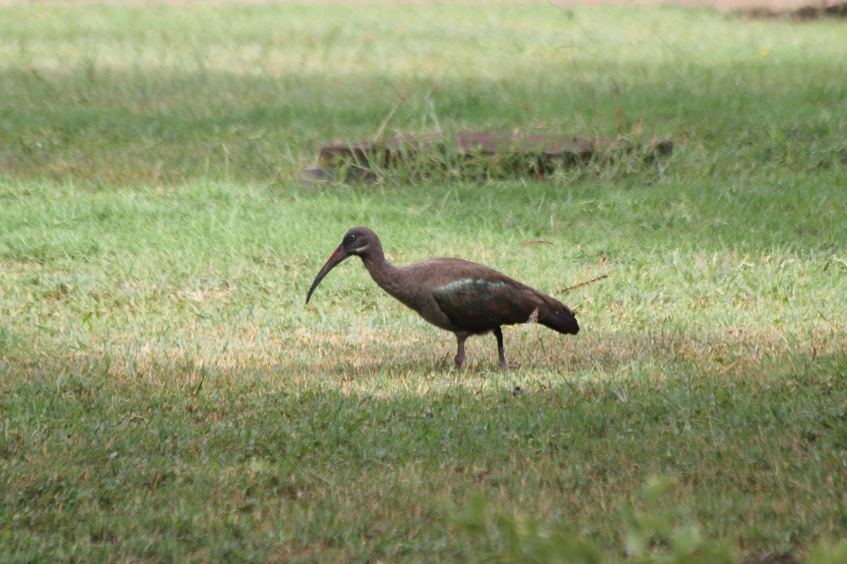 Hadada Ibis - ML643703367