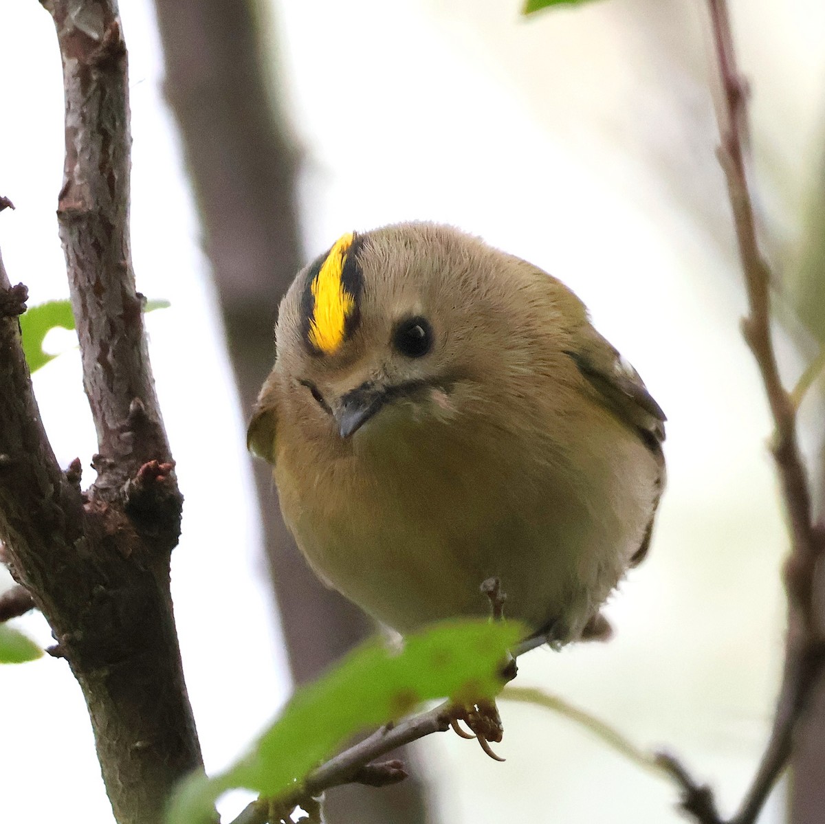 Goldcrest - ML643703372
