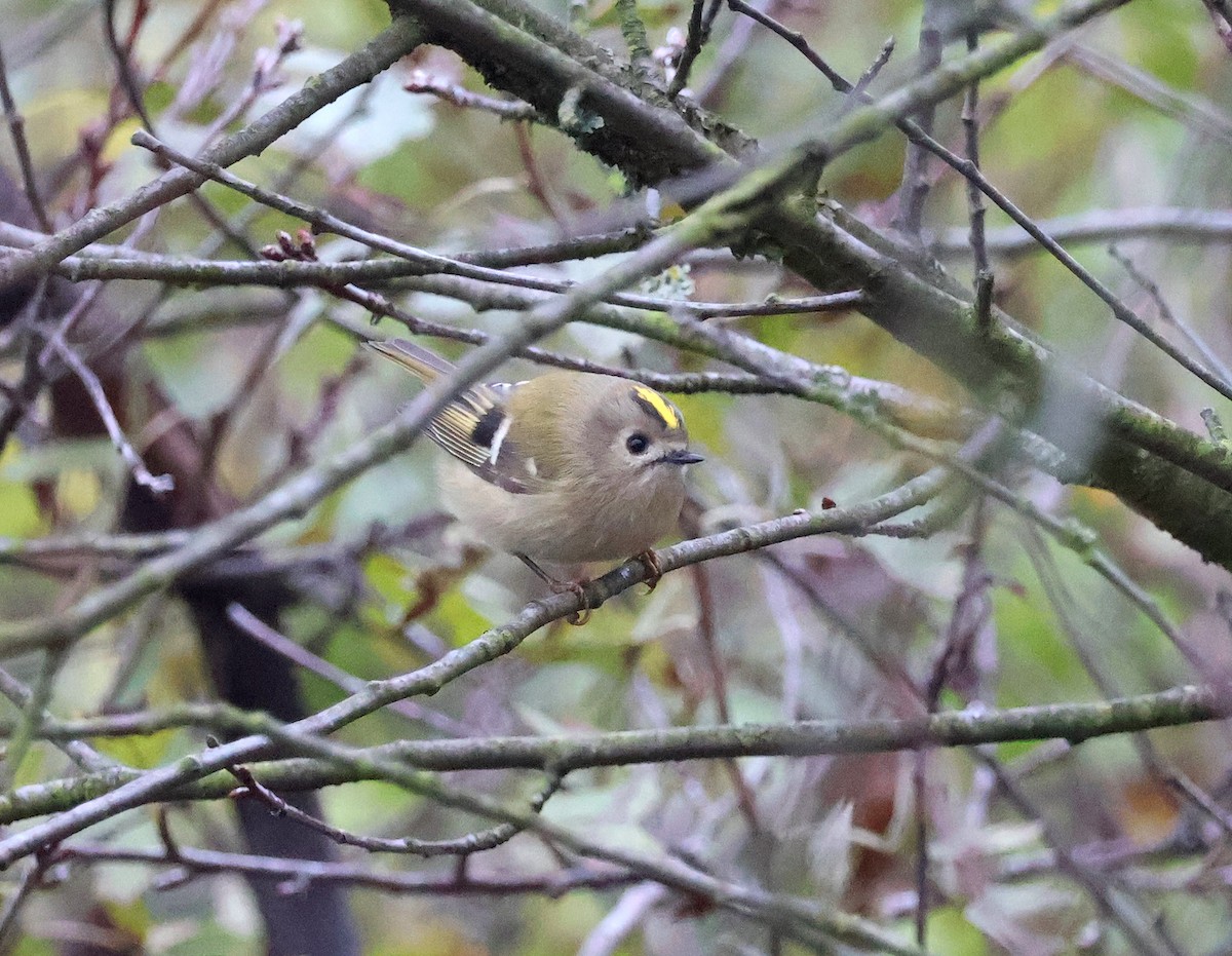 Goldcrest - ML643703378
