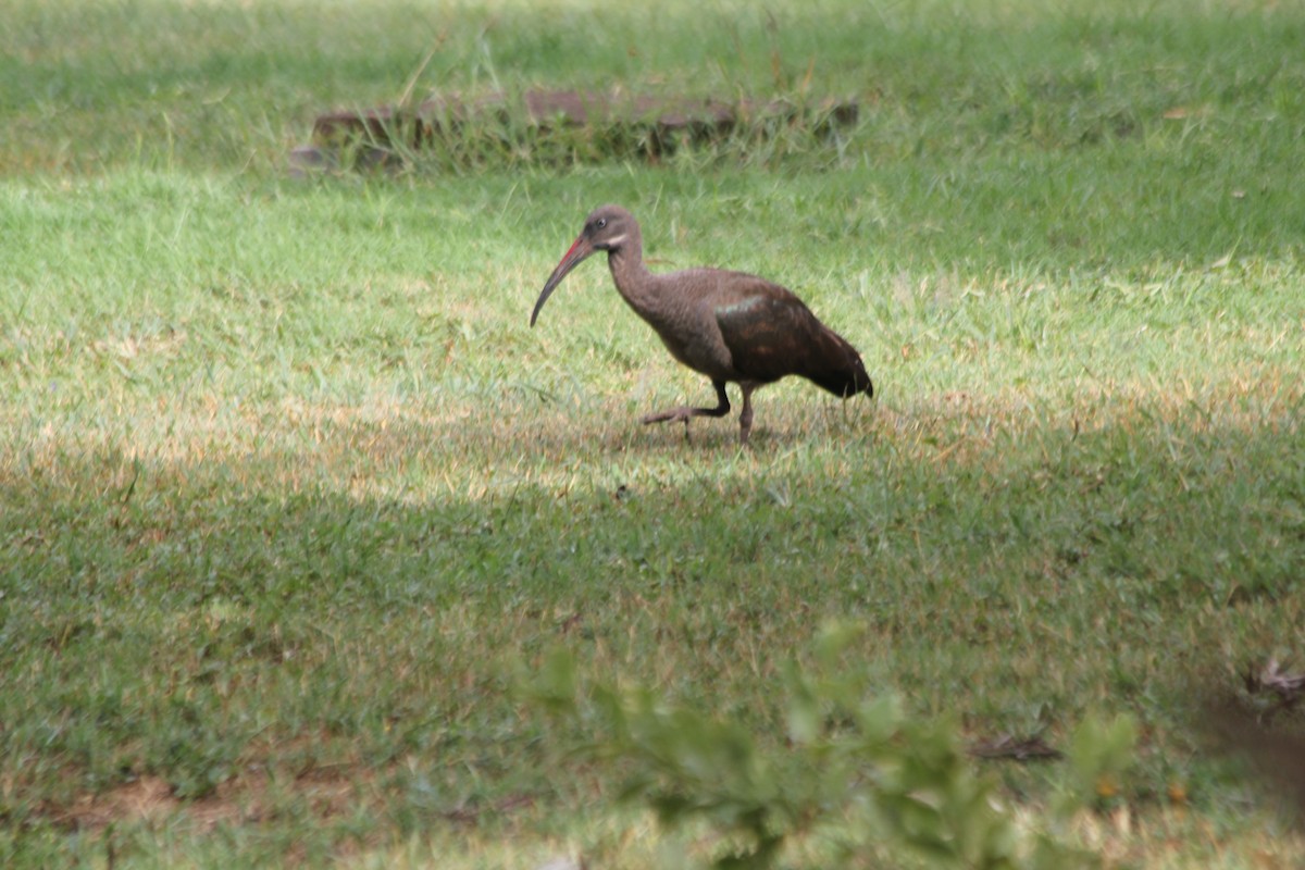 Hadada Ibis - ML643703379
