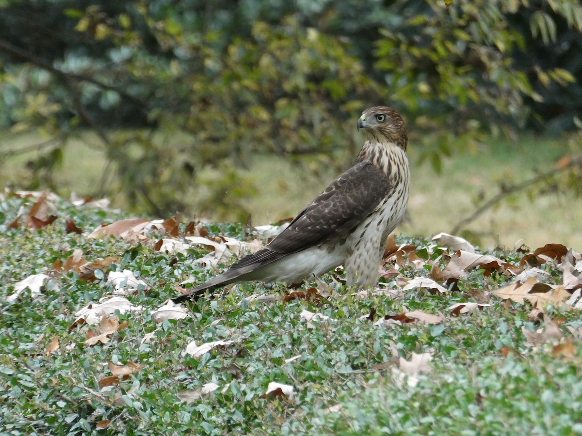 Cooper's Hawk - ML643703381