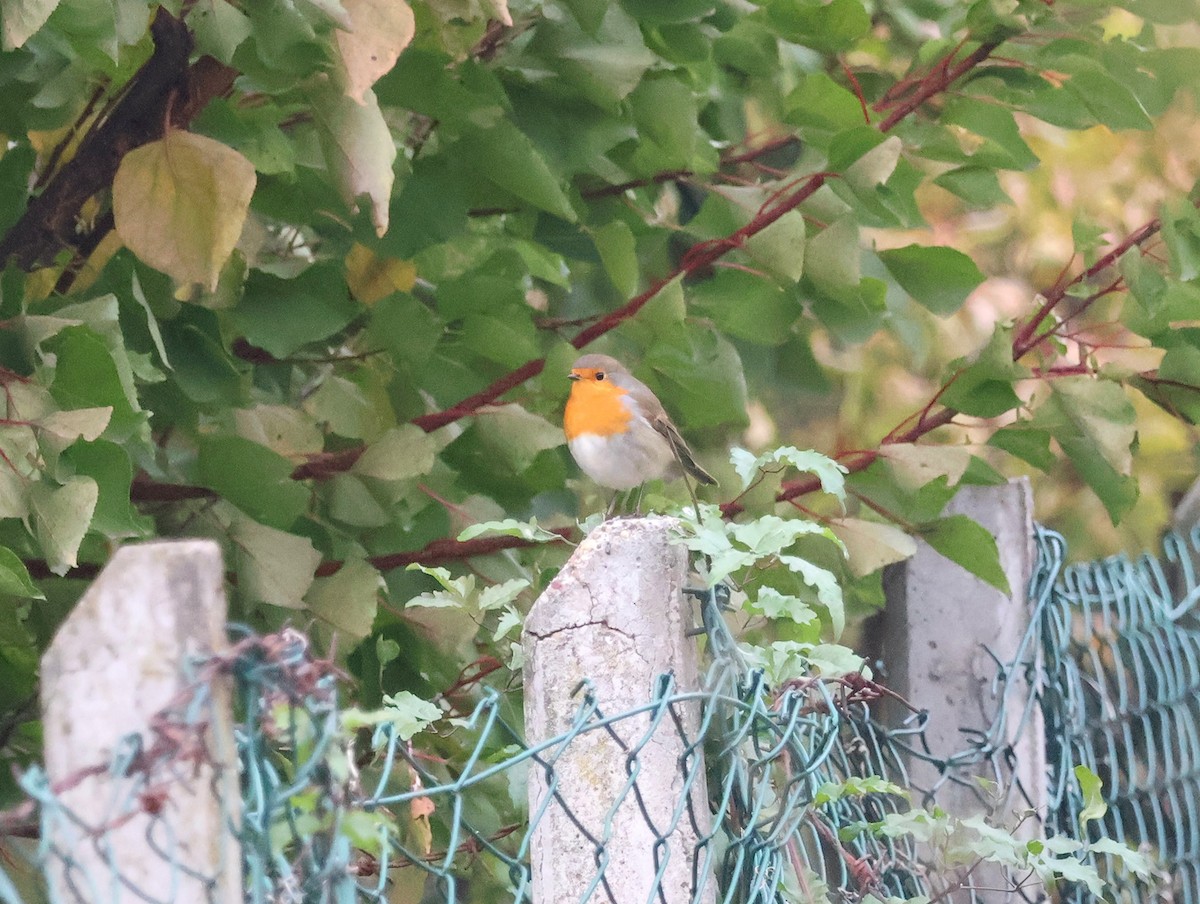 European Robin - ML643703398