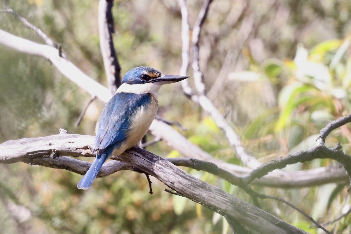 Sacred Kingfisher - ML643703414