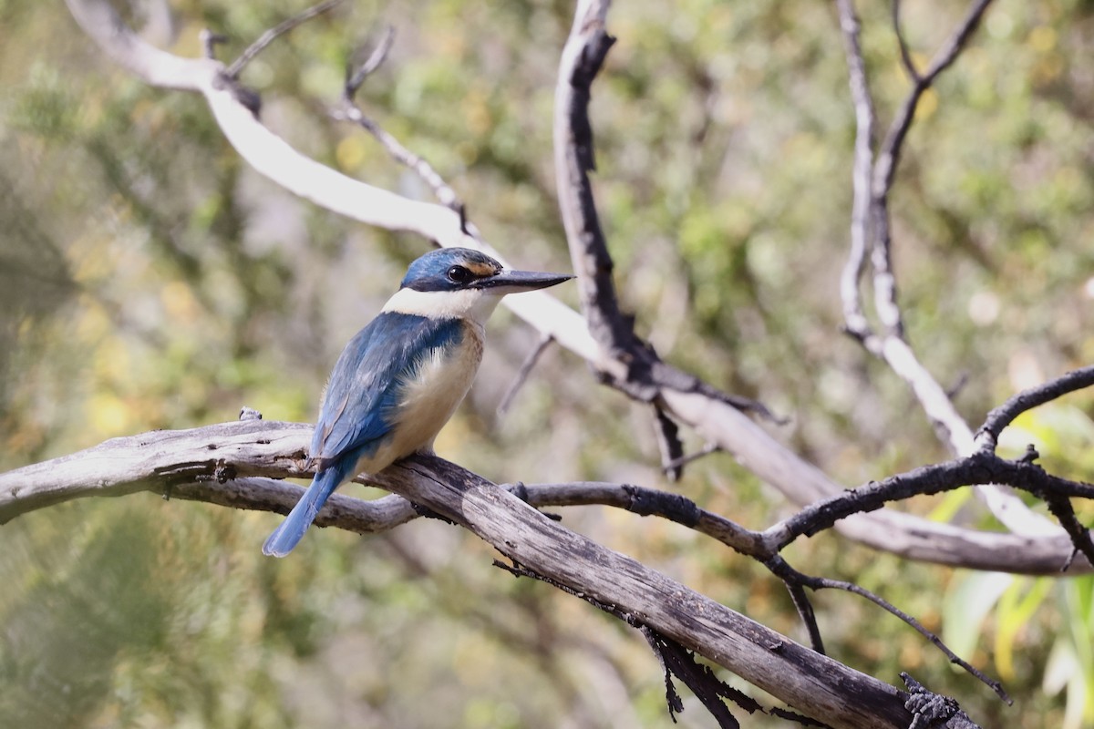 Sacred Kingfisher - ML643703415