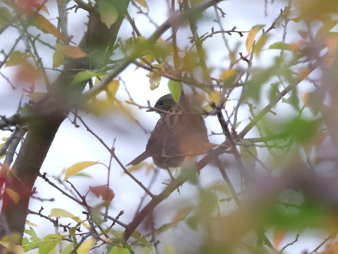 Dunnock - ML643703417